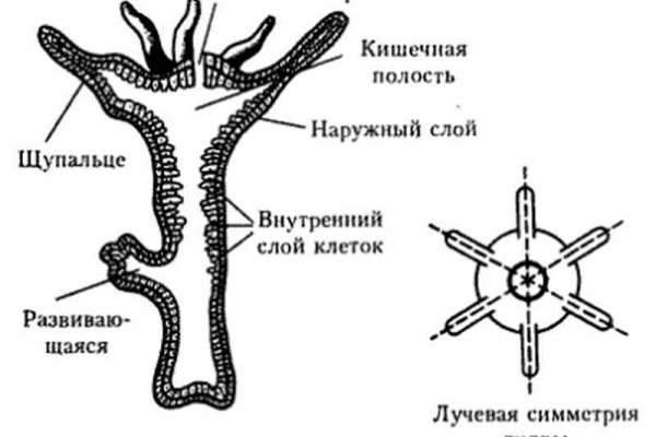 Кракен это наркозависимость