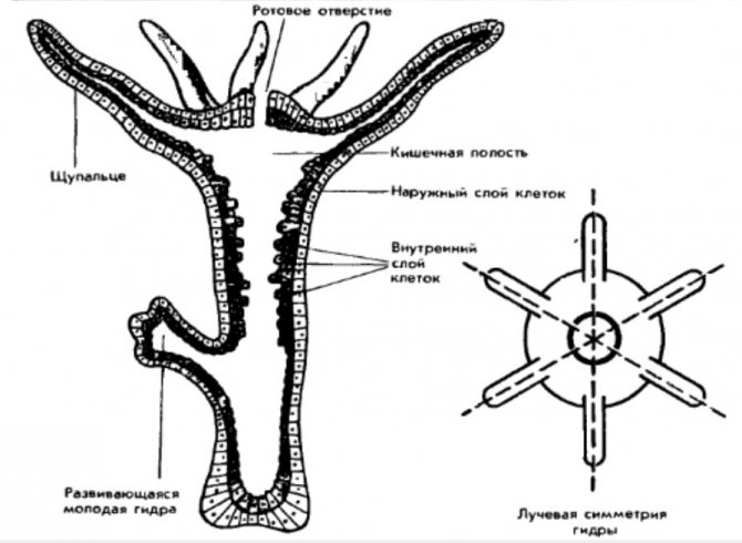 Кракен тг ссылка